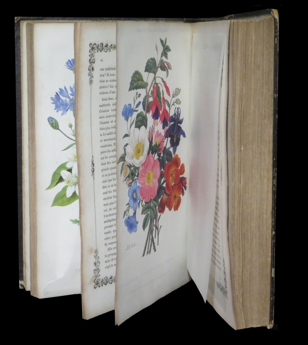 [horticultural Botany] Magnat (casimir) - Treatise On The Language Of Flowers. 31 Pl. 1855.-photo-4