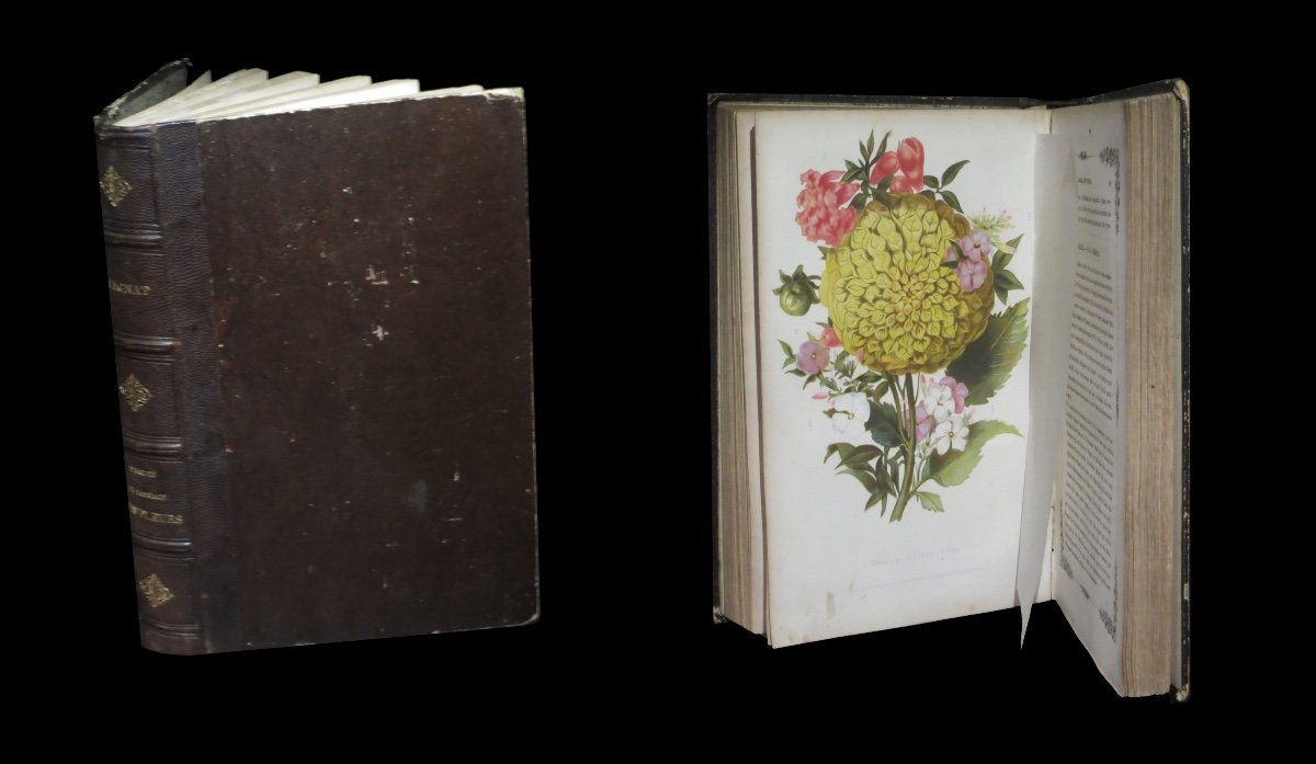 [horticultural Botany] Magnat (casimir) - Treatise On The Language Of Flowers. 31 Pl. 1855.