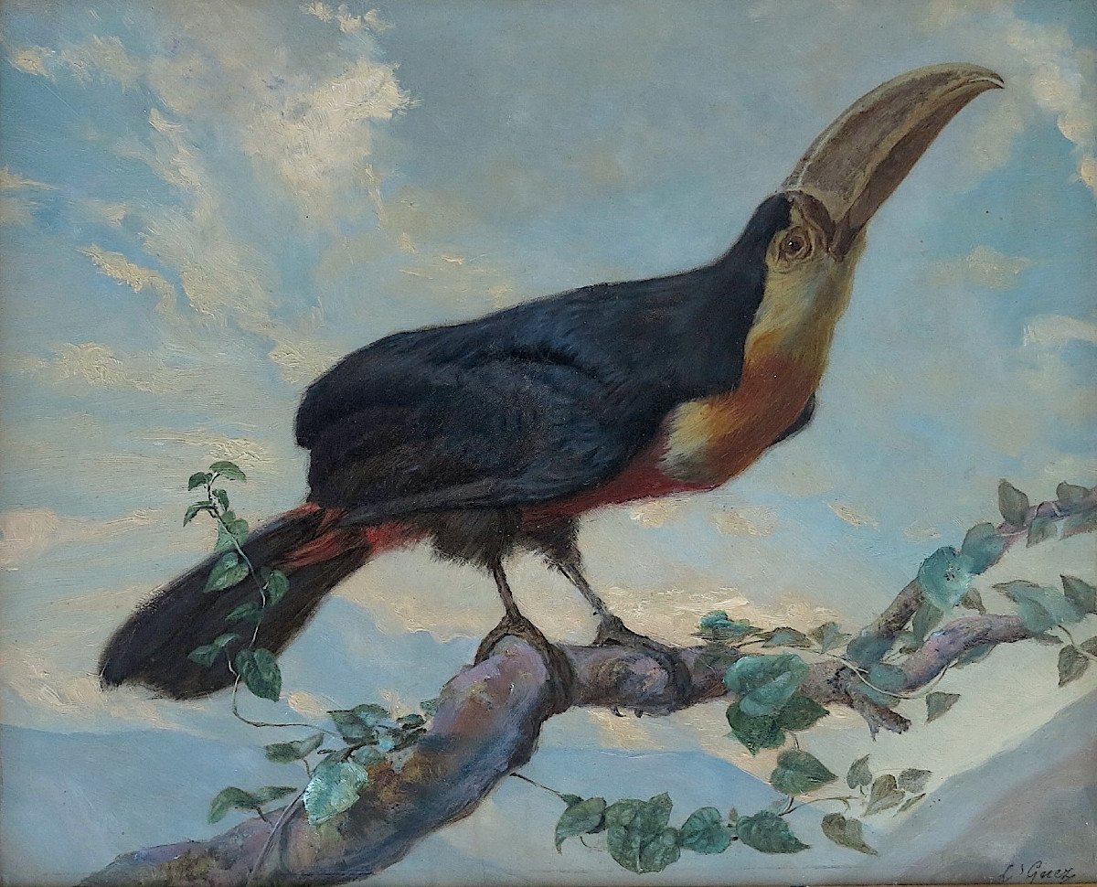 Louis Guery (1828–1893) - Red-bellied Toucan - Oil On Paper-photo-2