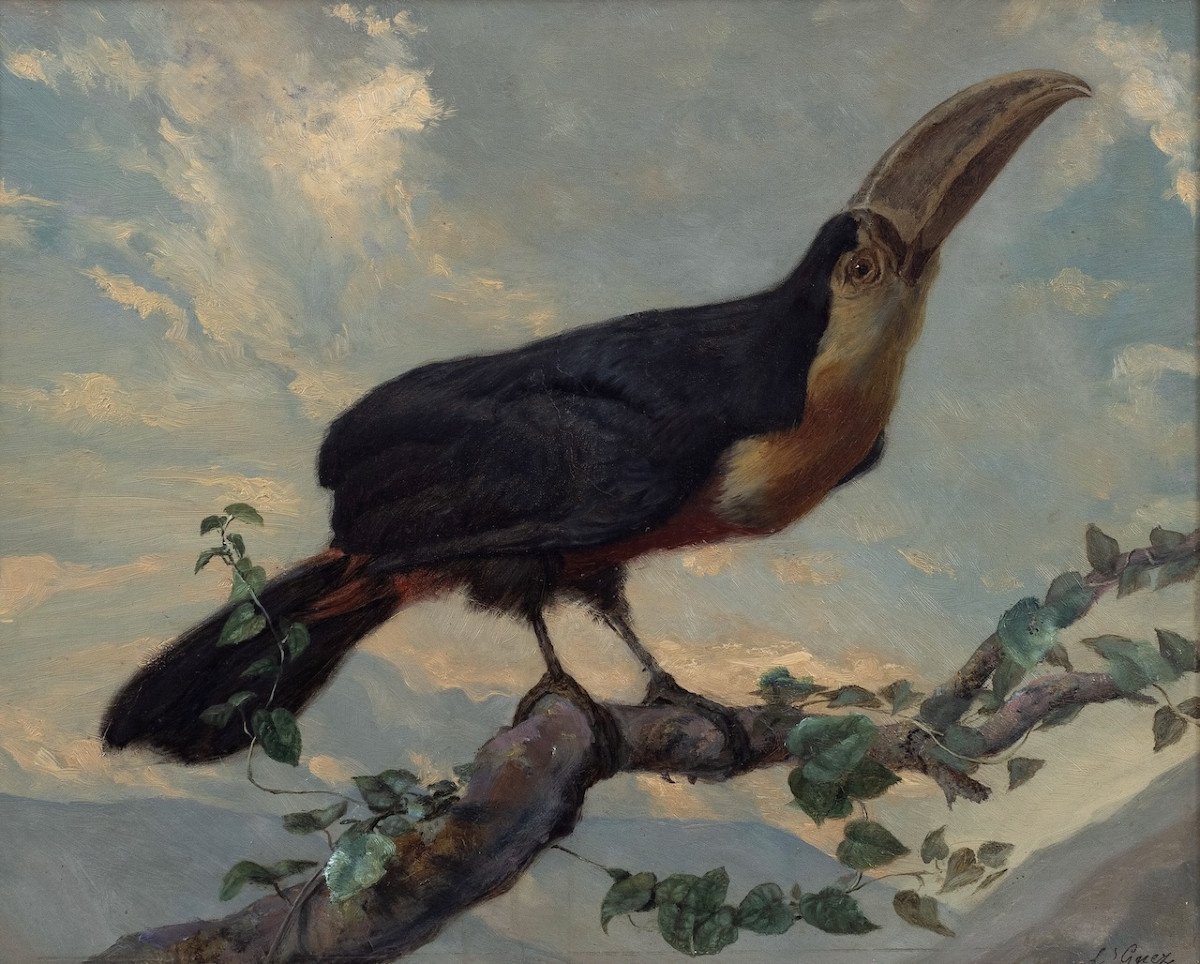 Louis Guery (1828–1893) - Toucan à ventre rouge - Huile sur papier-photo-2