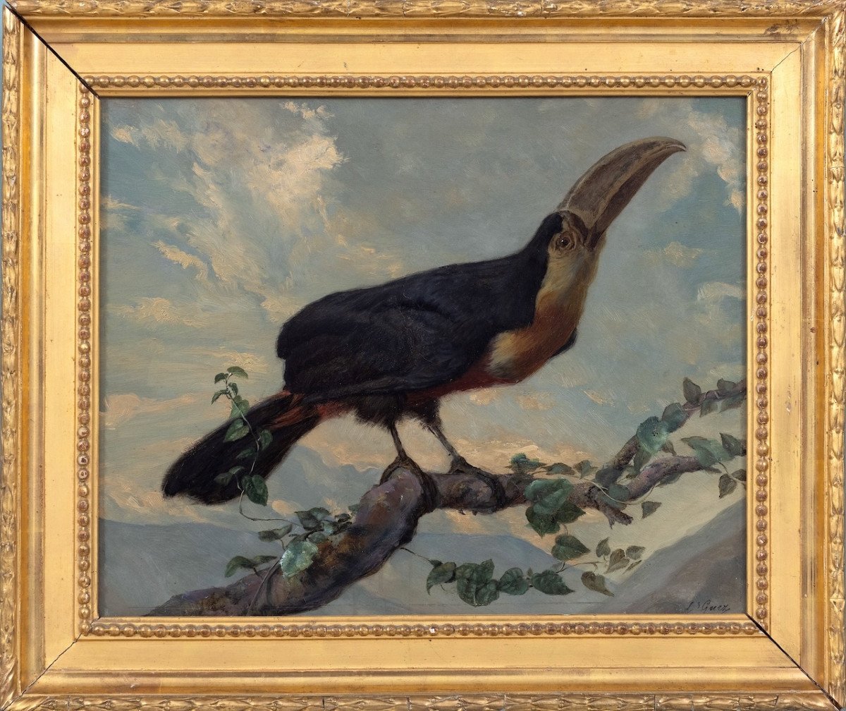 Louis Guery (1828–1893) - Toucan à ventre rouge - Huile sur papier