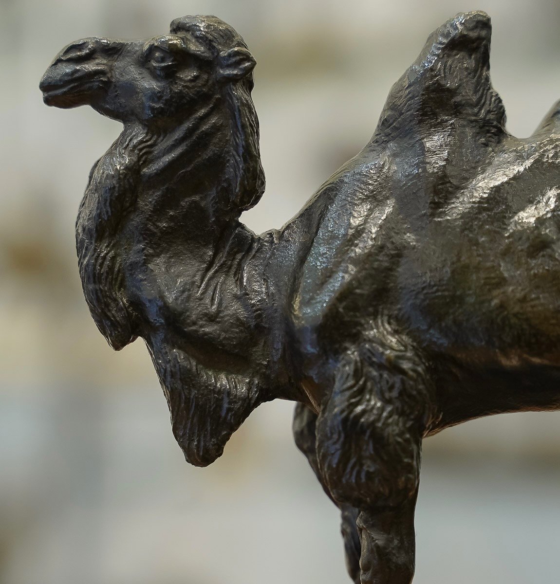 Sculpture - The Camel , Alfred Barye (1839-1895) - Bronze -photo-2