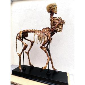 Squelette De Centaure