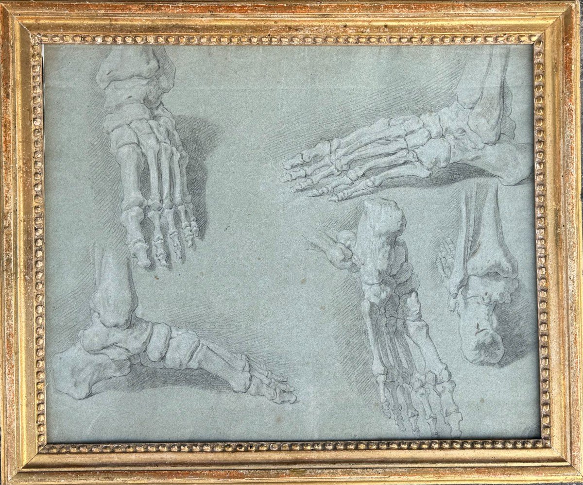 Study Of A Foot Skeleton, French School, 18th Century