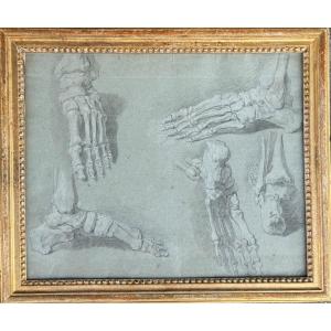 Study Of A Foot Skeleton, French School, 18th Century