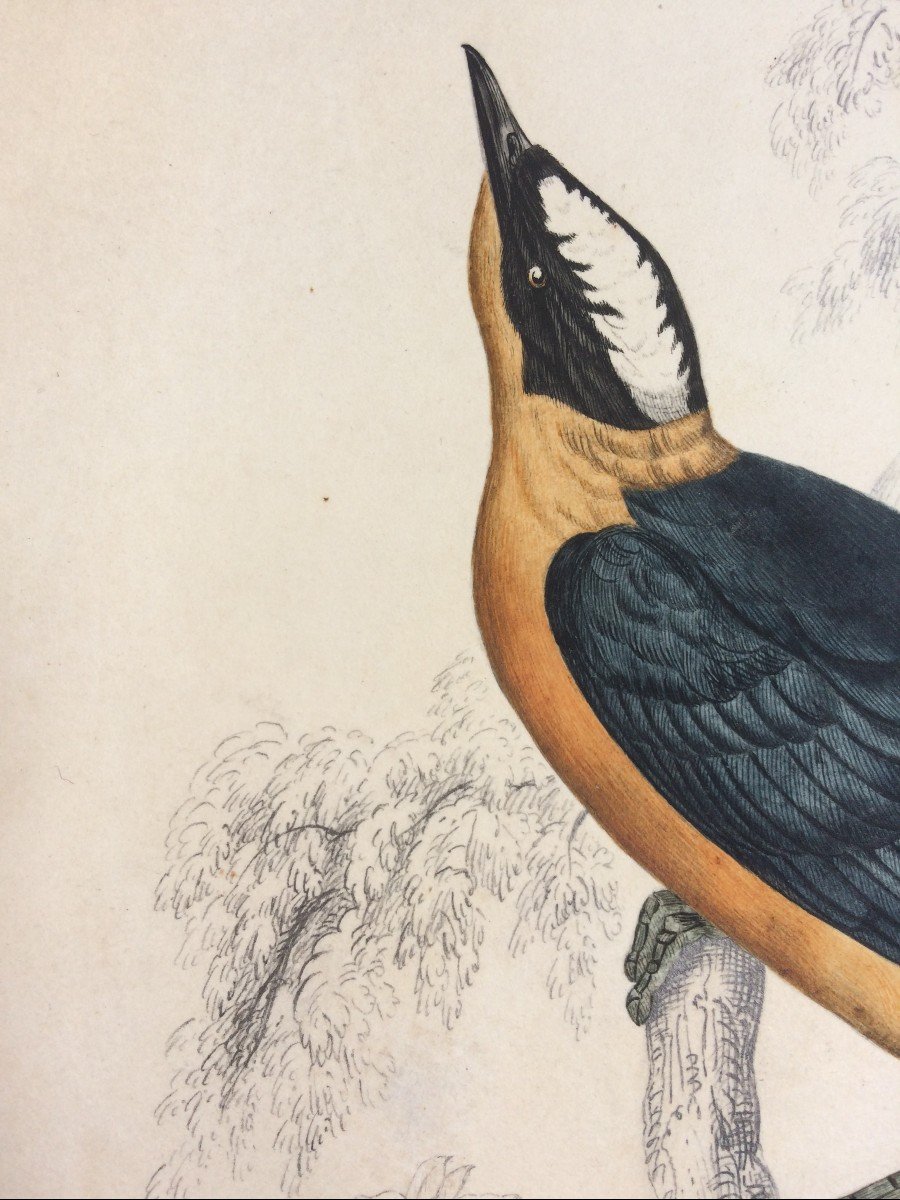 Ornithological Drawing Circa 1837 By William John Swainson, Bird-photo-2