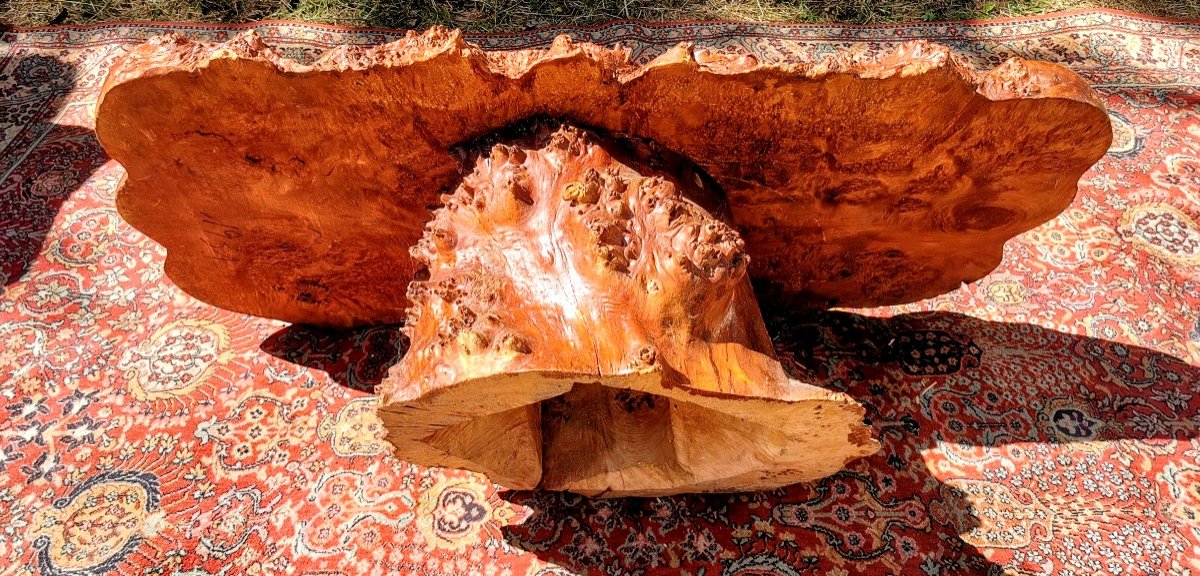 Brutalist Coffee Table In Thuya Root -photo-1