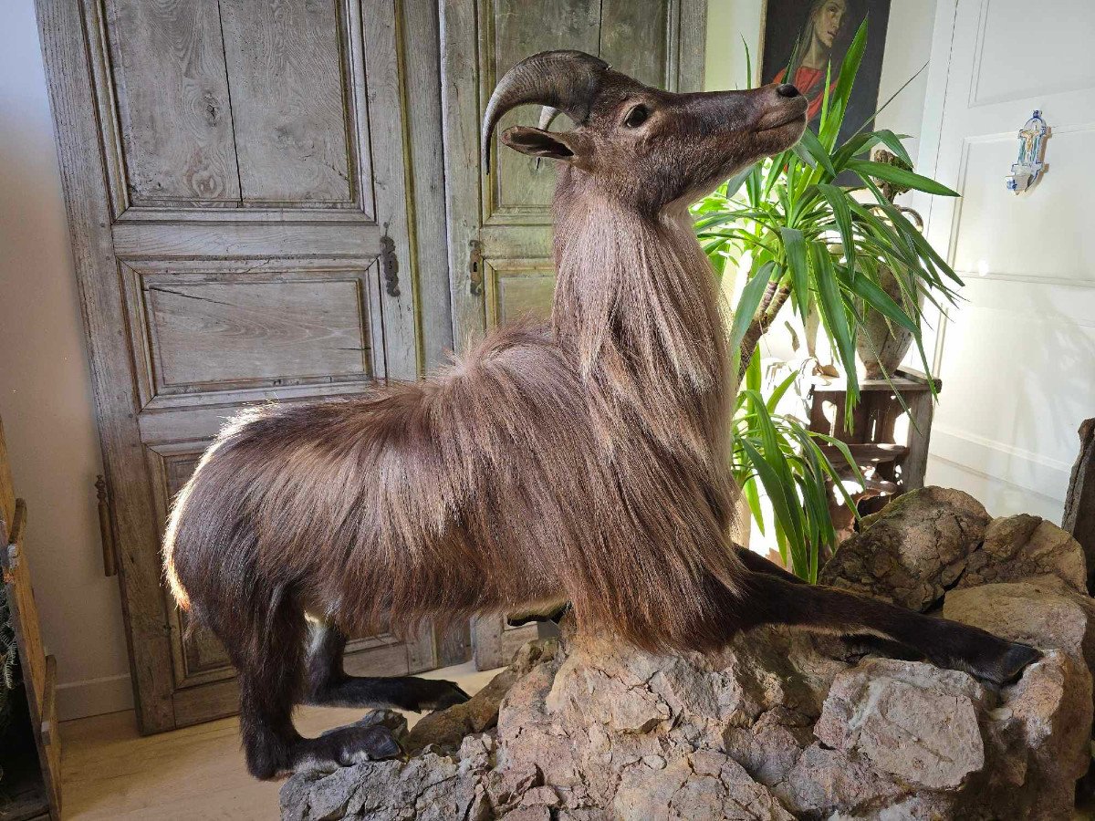 Naturalized Himalayan Tahr-photo-2