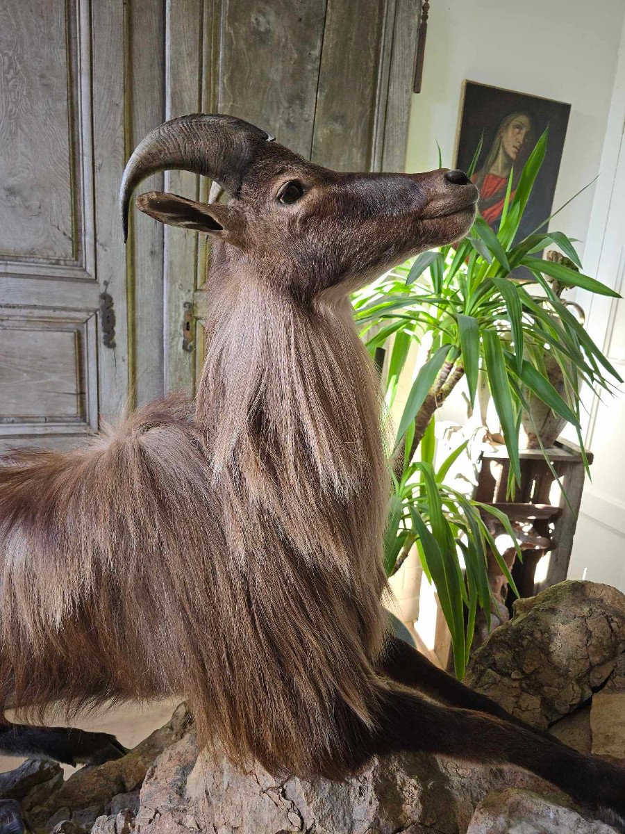 Naturalized Himalayan Tahr-photo-3