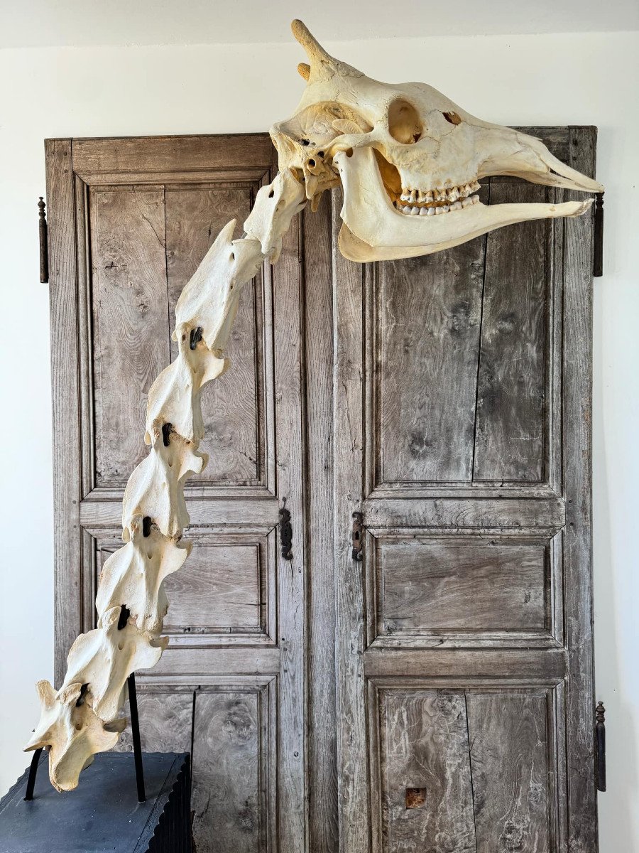 Complete Anatomy Of Giraffe Neck And Head - Osteological Montage -photo-2