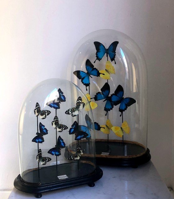 Papillons Sous Globe (taxidermie - Grand Format)-photo-4
