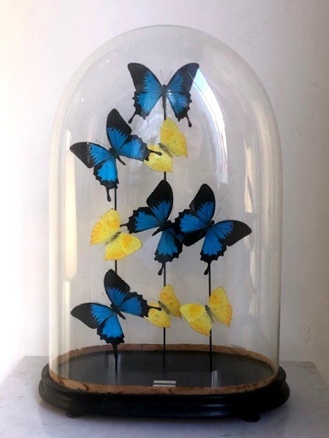 Papillons Sous Globe (taxidermie - Grand Format)
