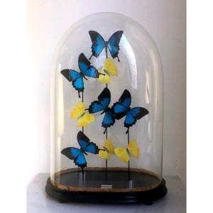 Butterflies Under Globe (taxidermy - Large Format)