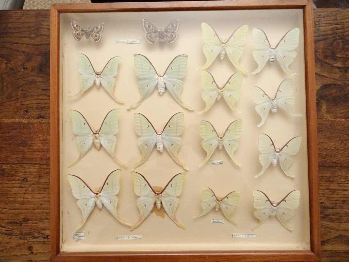 Butterfly Cabinet Of A Dutch Entomologist Datable Around 1870/90-photo-4