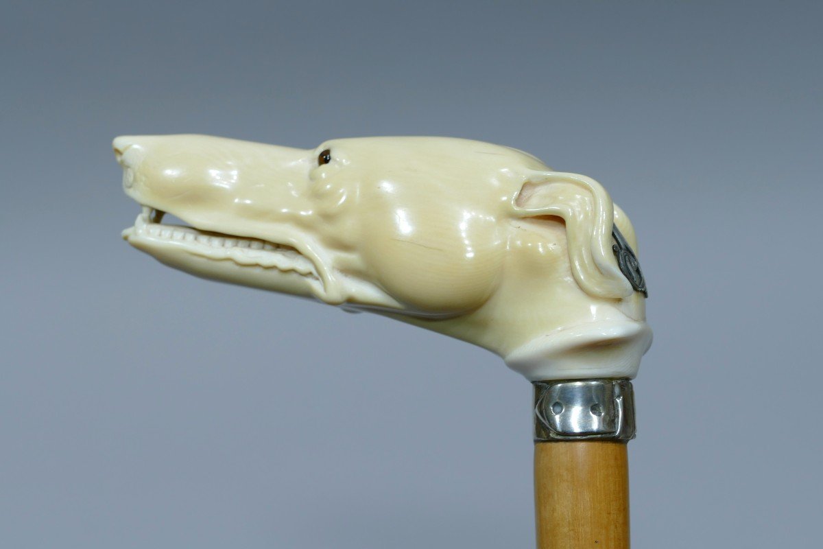 Collectible Cane With Ivory Handle Representing A Greyhound With Silver Monogram-photo-2