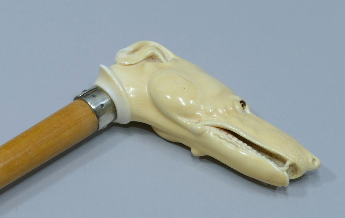 Collectible Cane With Ivory Handle Representing A Greyhound With Silver Monogram-photo-4