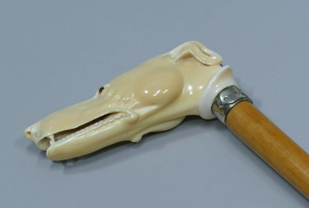 Collectible Cane With Ivory Handle Representing A Greyhound With Silver Monogram-photo-1