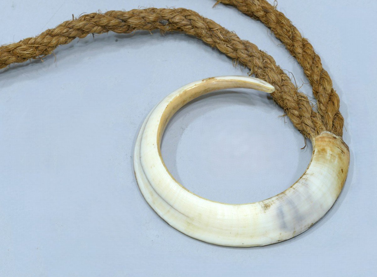 Necklace (warthog Tooth) From The New Hebrides -photo-2