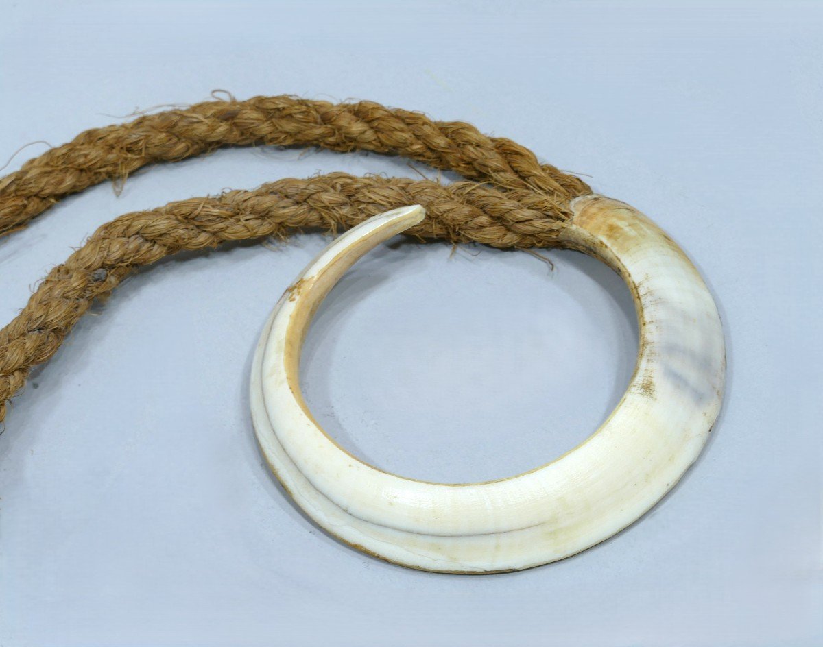 Necklace (warthog Tooth) From The New Hebrides -photo-3