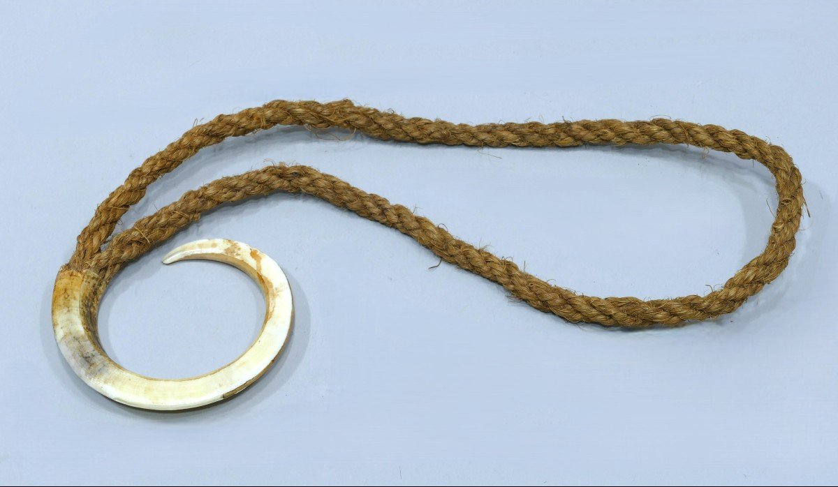 Necklace (warthog Tooth) From The New Hebrides -photo-4