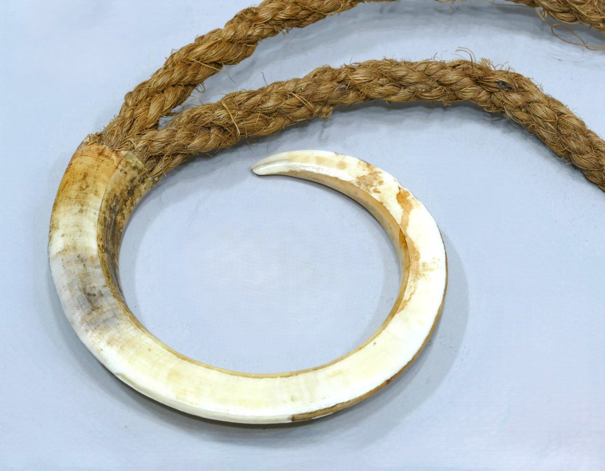 Necklace (warthog Tooth) From The New Hebrides -photo-1