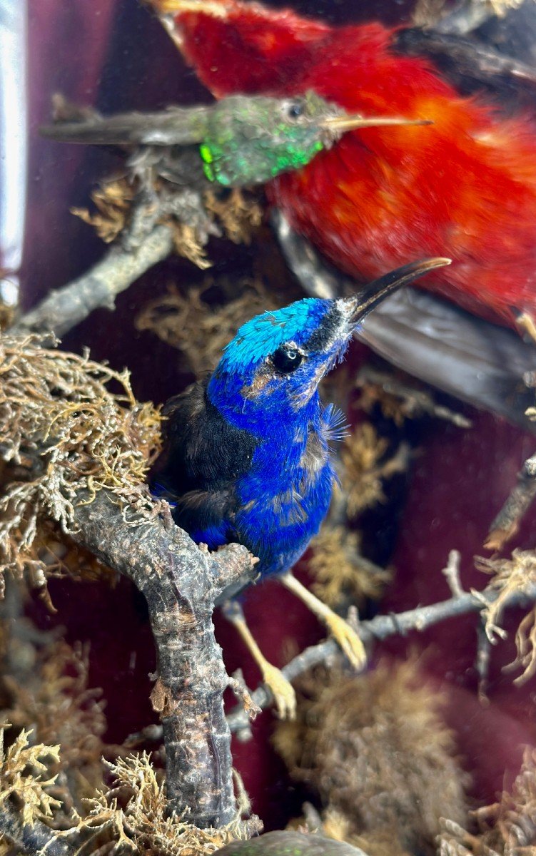 Composition D’oiseaux Naturalisés Sous Globe – 19e Siècle - Bois Et Verre-photo-2