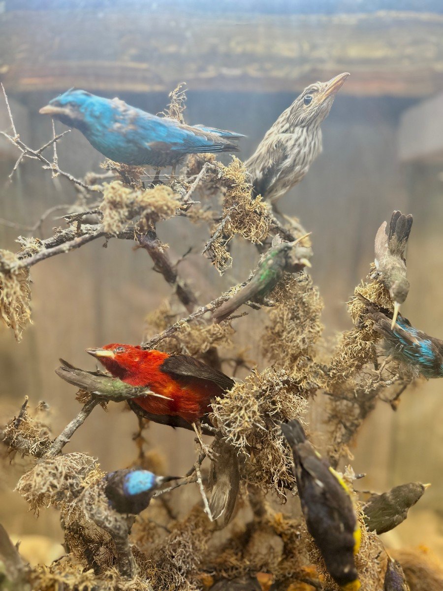 Composition D’oiseaux Naturalisés Sous Globe – 19e Siècle - Bois Et Verre-photo-3