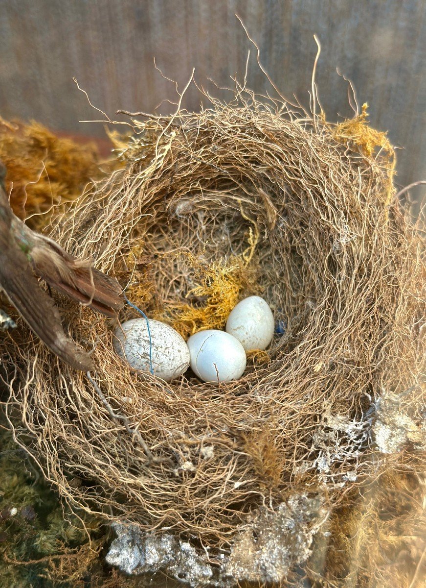 Composition D’oiseaux Naturalisés Sous Globe – 19e Siècle - Bois Et Verre-photo-4