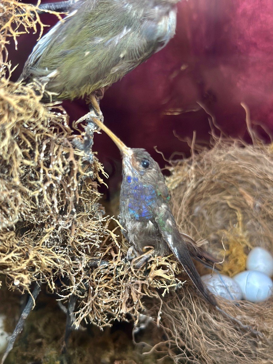 Composition D’oiseaux Naturalisés Sous Globe – 19e Siècle - Bois Et Verre-photo-1