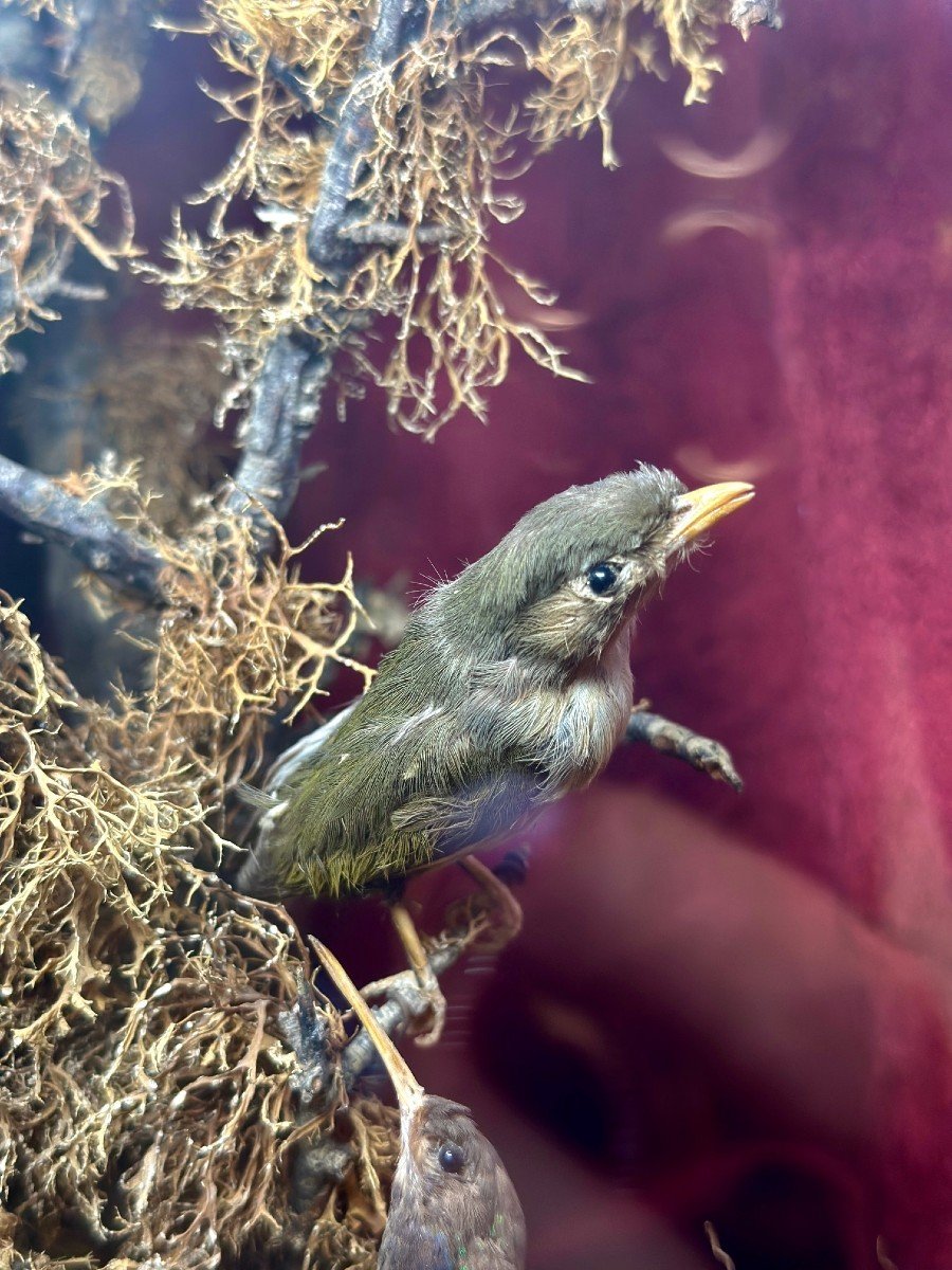 Composition D’oiseaux Naturalisés Sous Globe – 19e Siècle - Bois Et Verre-photo-2