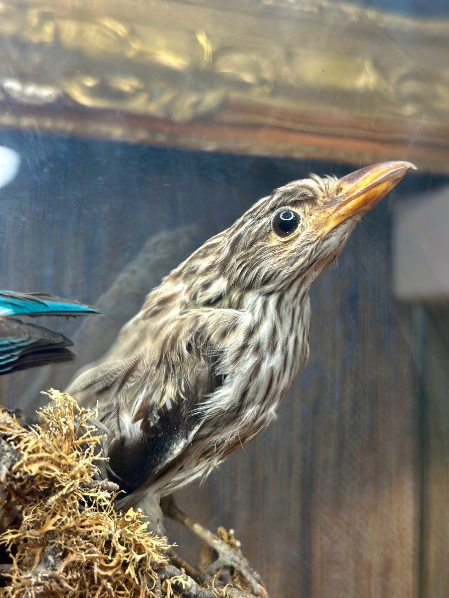 Composition D’oiseaux Naturalisés Sous Globe – 19e Siècle - Bois Et Verre-photo-3