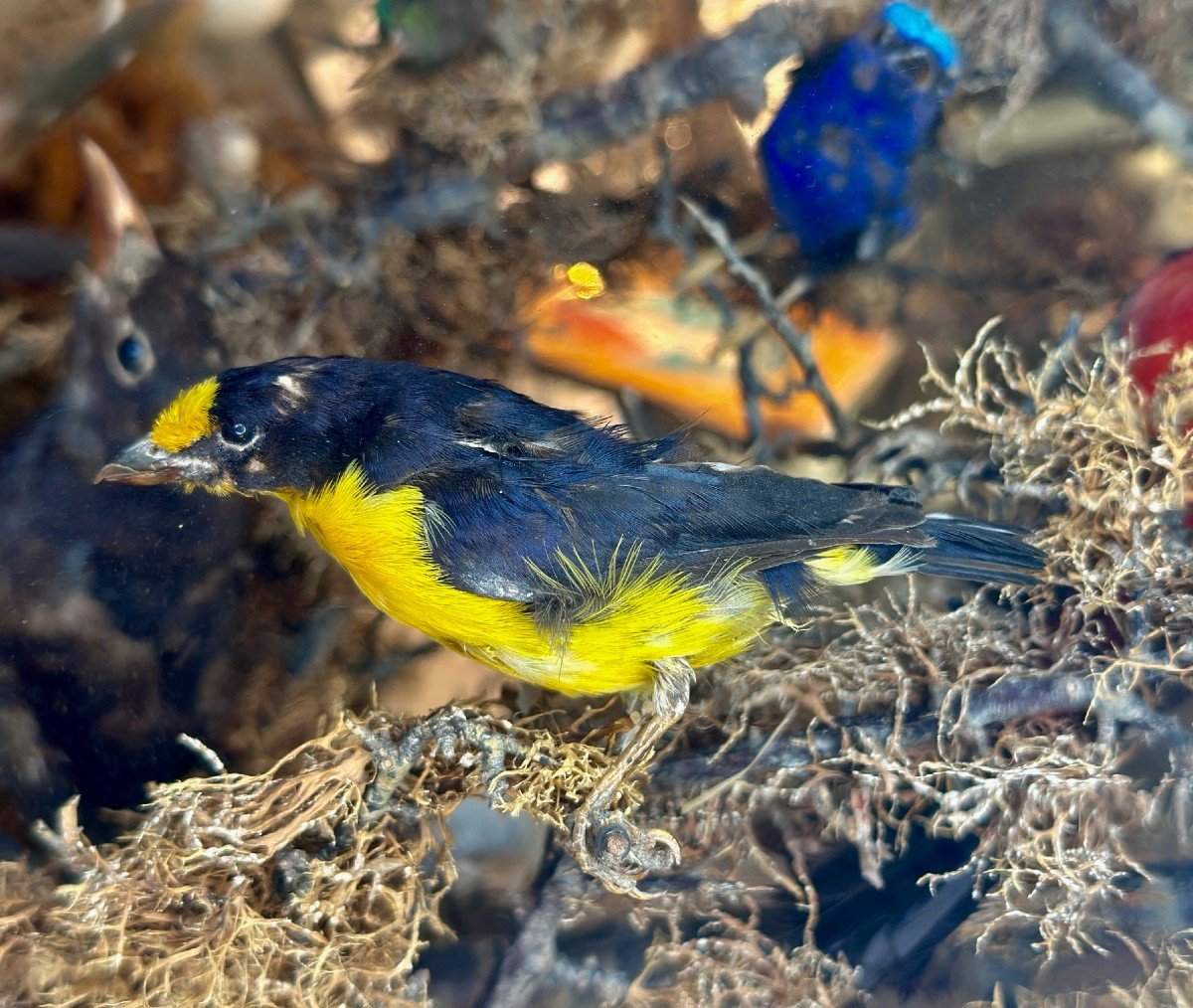 Composition D’oiseaux Naturalisés Sous Globe – 19e Siècle - Bois Et Verre-photo-4