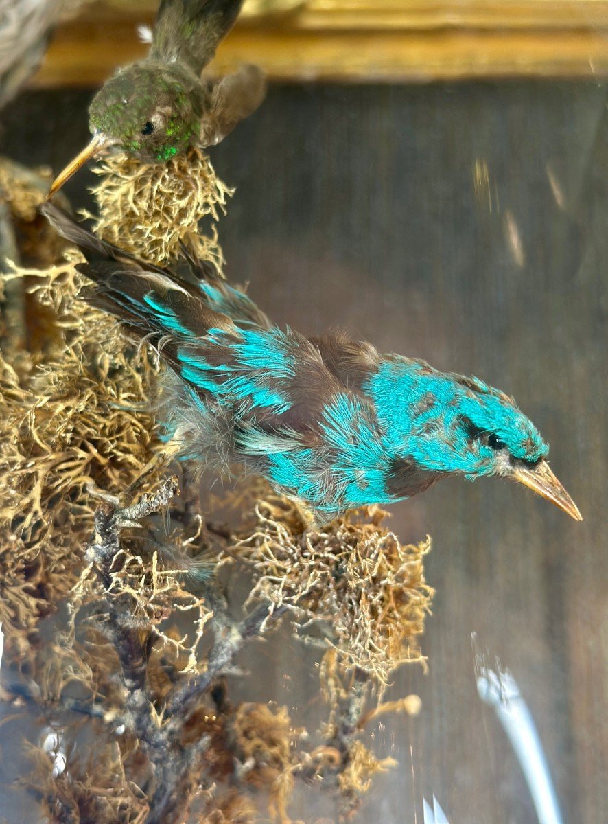 Composition D’oiseaux Naturalisés Sous Globe – 19e Siècle - Bois Et Verre-photo-5