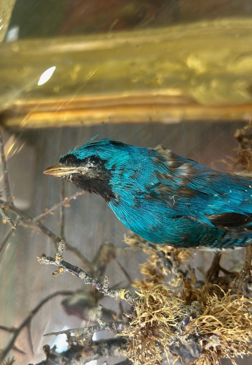 Composition D’oiseaux Naturalisés Sous Globe – 19e Siècle - Bois Et Verre-photo-7