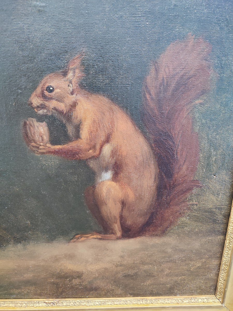 Study Of Squirrels. Oil On Canvas Circa 1840-photo-4