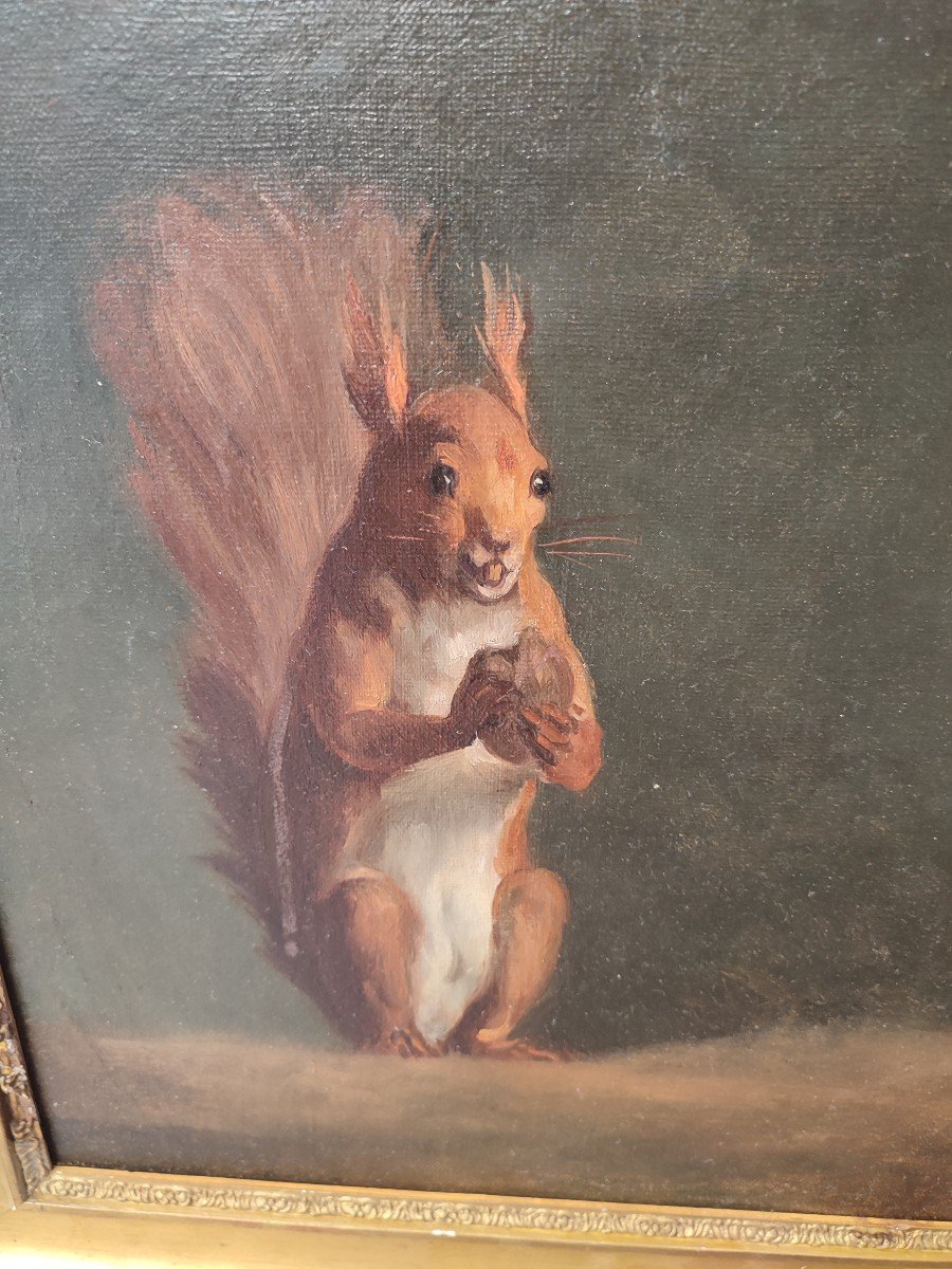 Study Of Squirrels. Oil On Canvas Circa 1840-photo-2