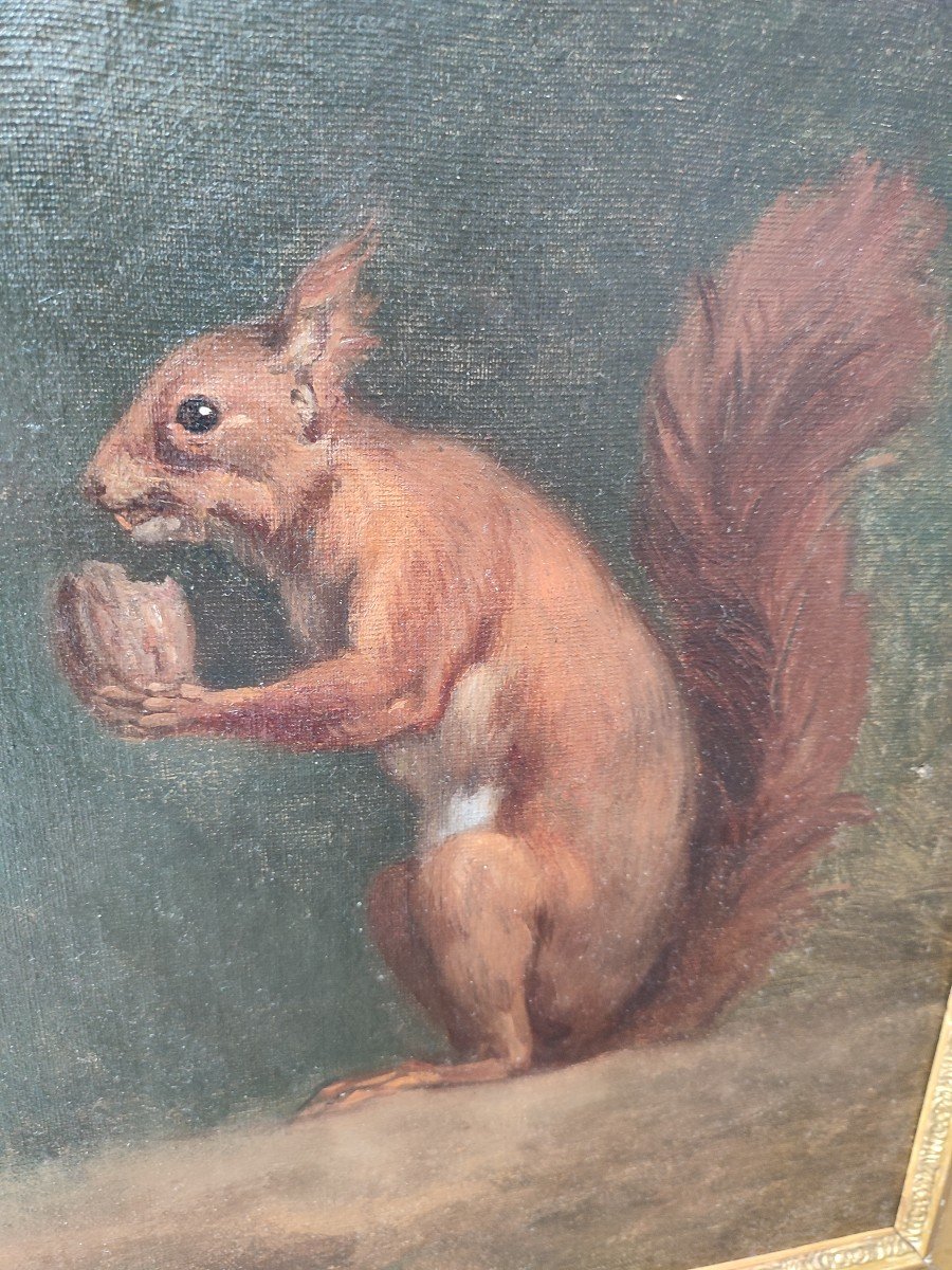 Study Of Squirrels. Oil On Canvas Circa 1840-photo-3