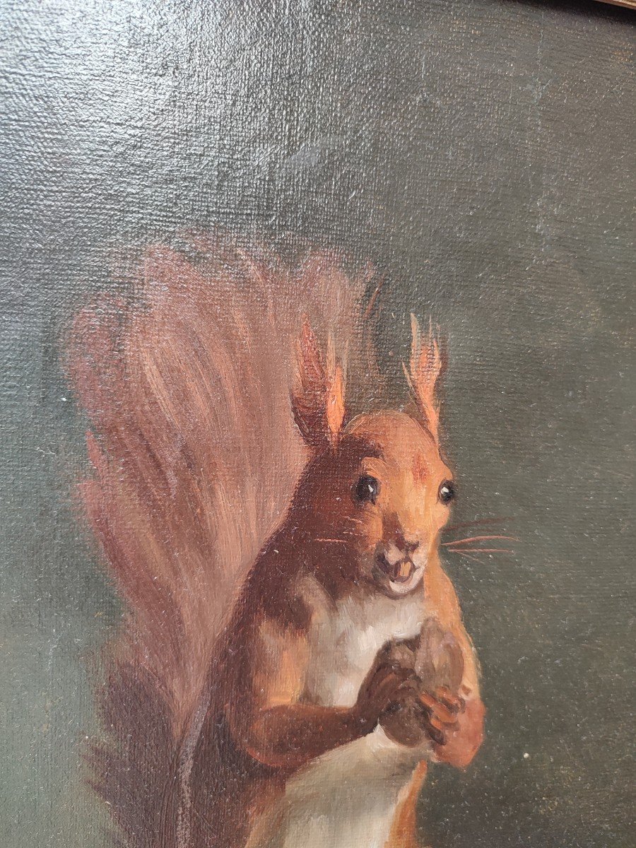 Study Of Squirrels. Oil On Canvas Circa 1840-photo-4