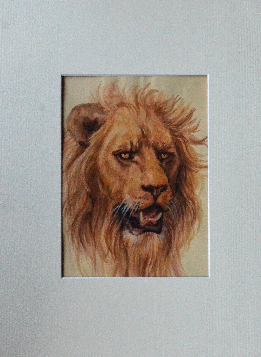 Lion Head.-photo-2