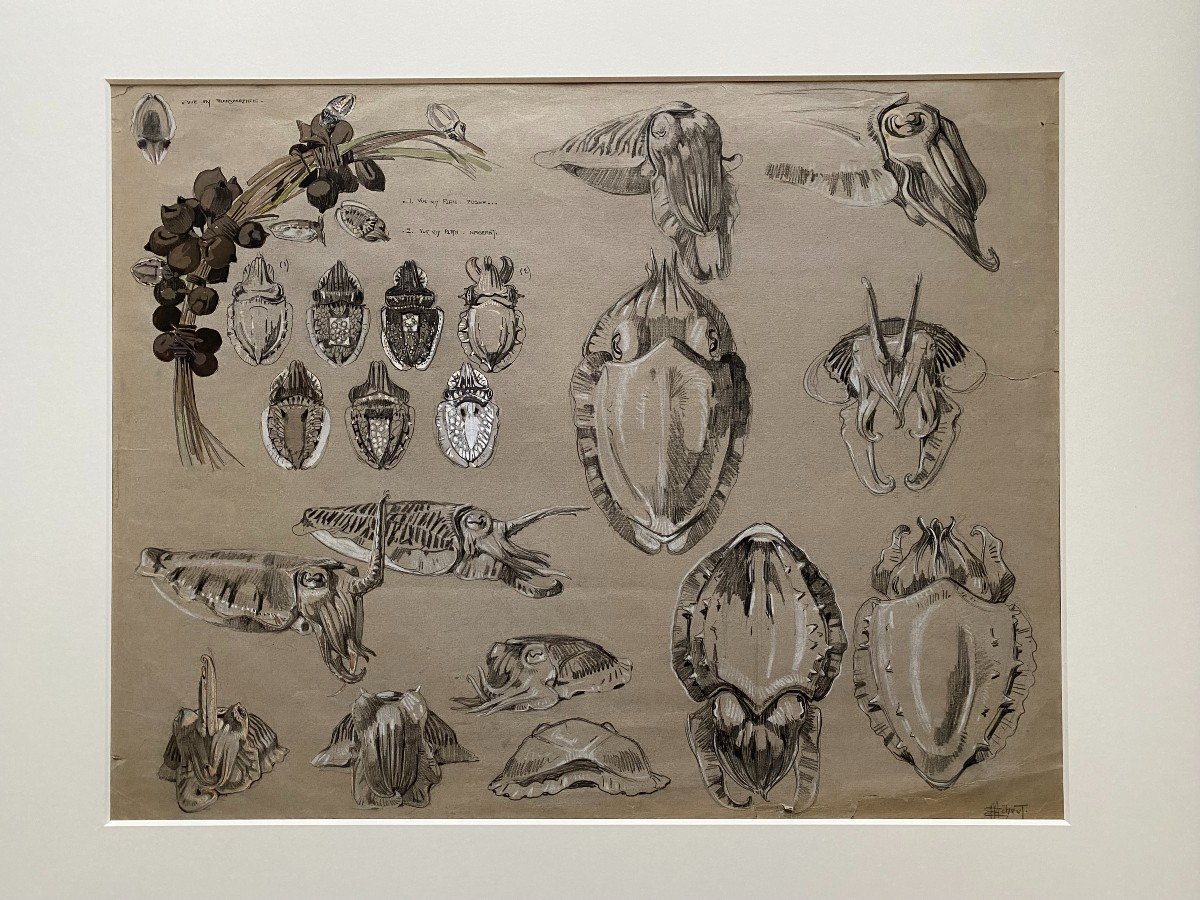  Large Study Of Cuttlefish By Mathurin Méheut-photo-2