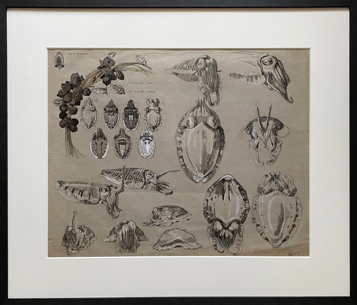  Large Study Of Cuttlefish By Mathurin Méheut