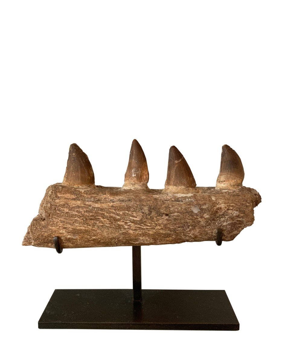 Fragment Of A Lower Jaw Of Mosasaurus