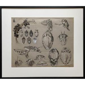  Large Study Of Cuttlefish By Mathurin Méheut