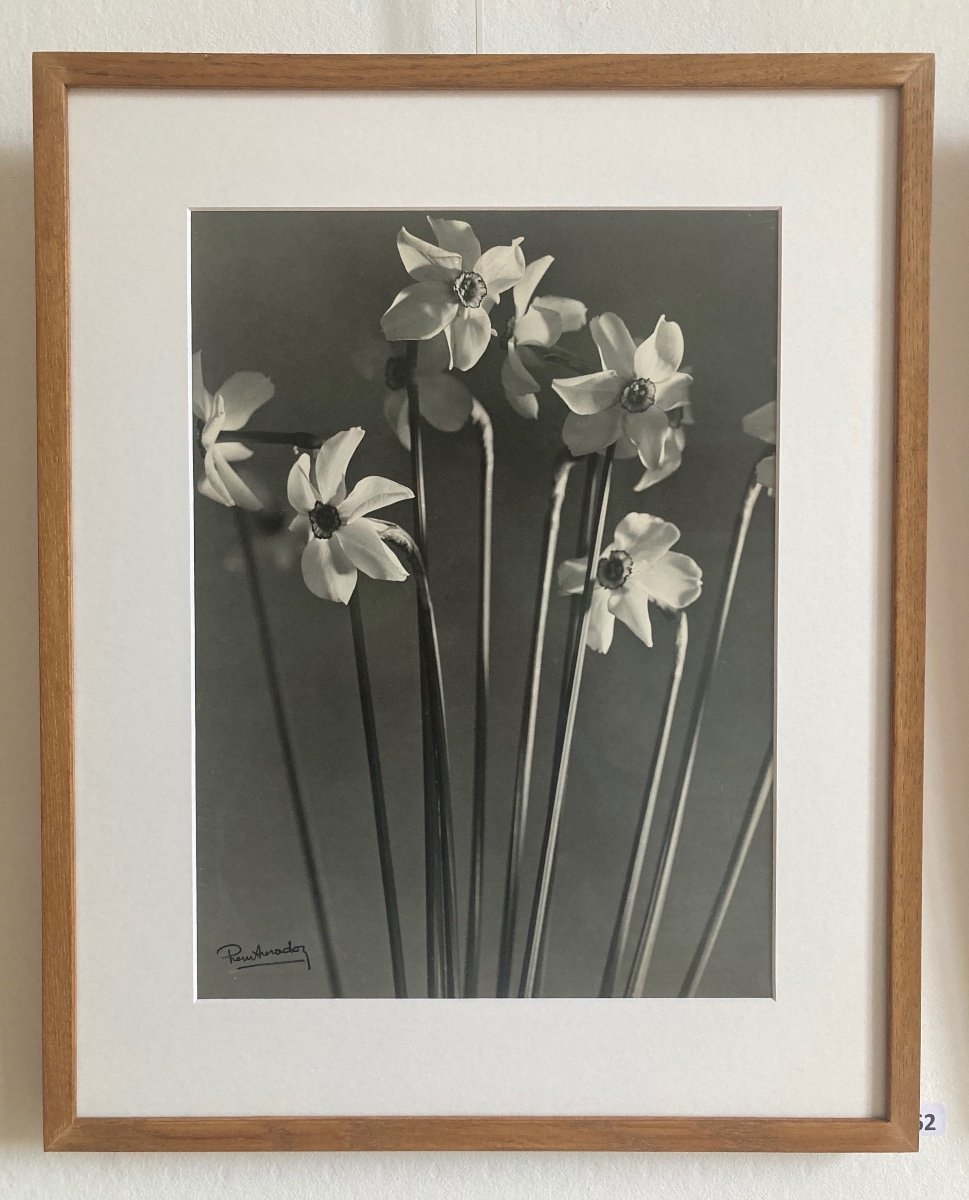 Auradon, Daffodils, Vintage Silver Print