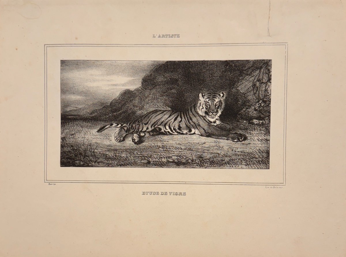 Lithograph By Barye: Study Of A Tiger