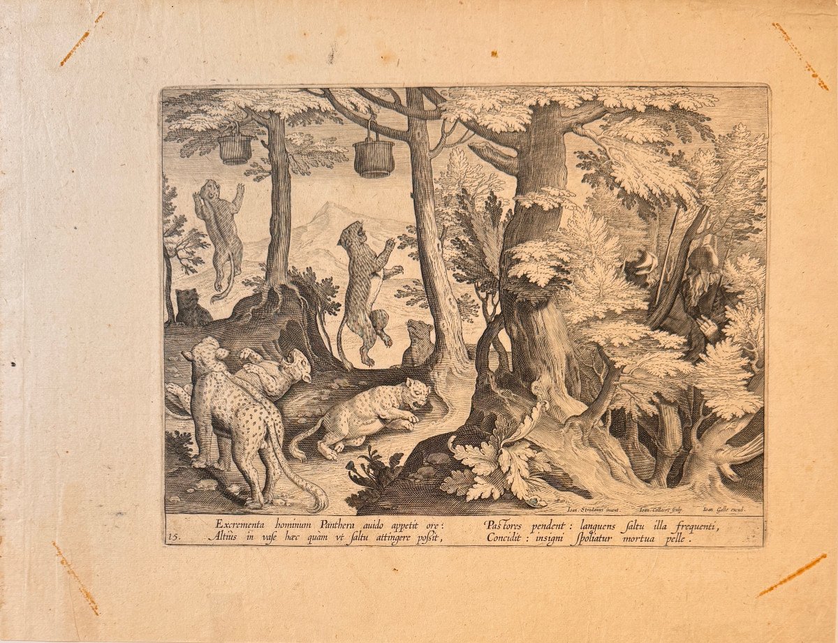 Gravure Début XVIIè De Jan II Collaert : Chasse A La Panthere