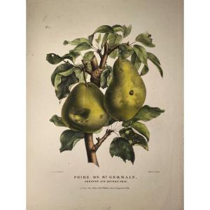  Lithograph By Noël : Saint Germain Pear