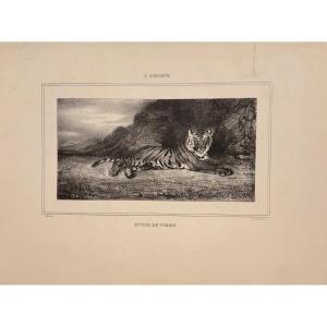 Lithographie De Barye : Etude De Tigre