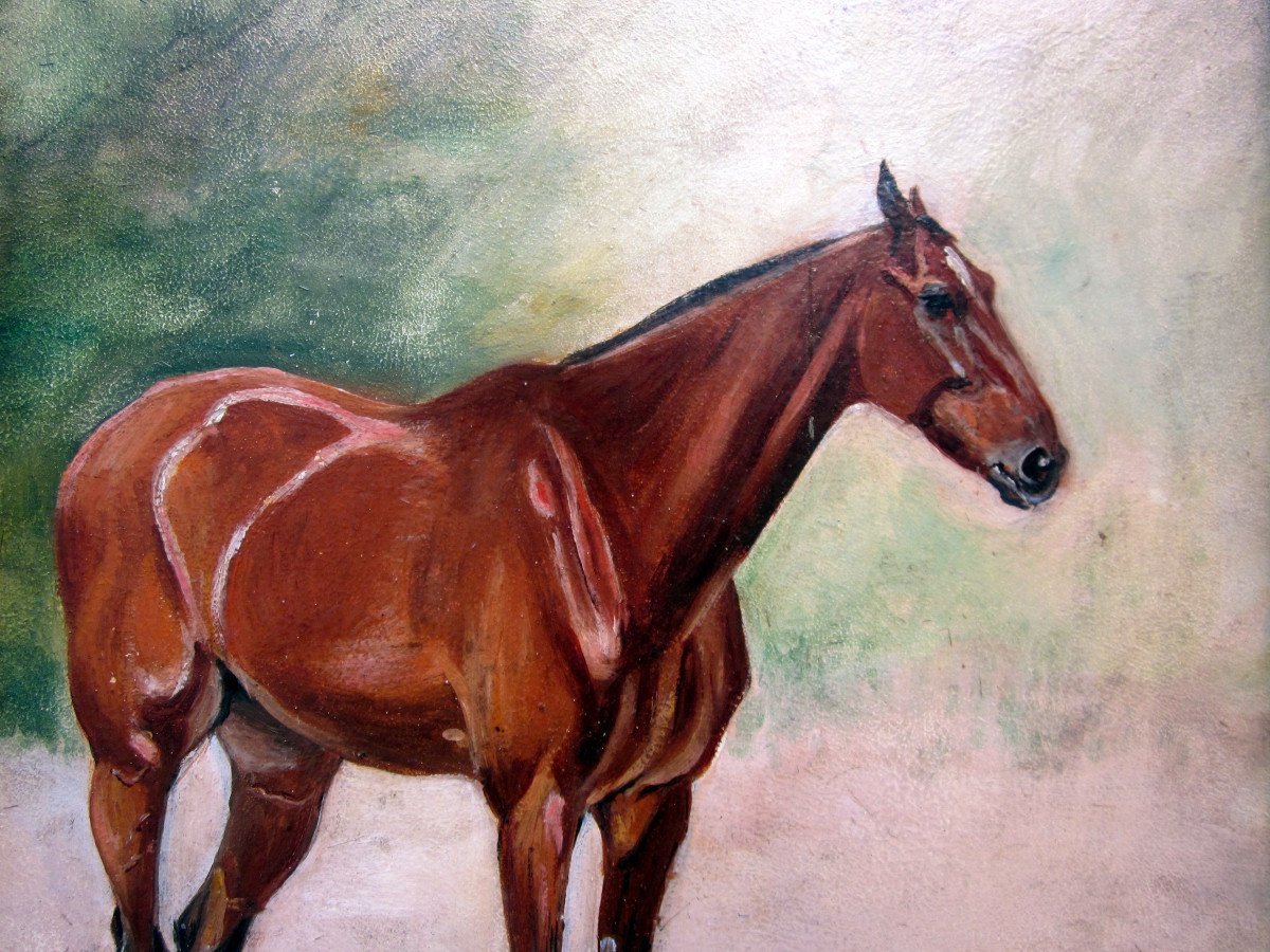 Auguste Vimar (1851-1916) Portrait Of English Thoroughbred Horse-photo-1