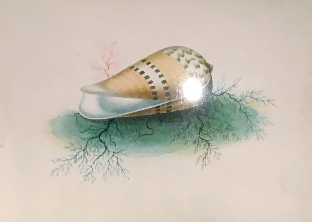 French School 19th Century-circa 1830 "shells" 2 Watercolors In 1 Same Montage, Late 18th Century Frame-photo-2